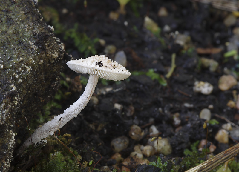 Cystolepiota fumosifolia